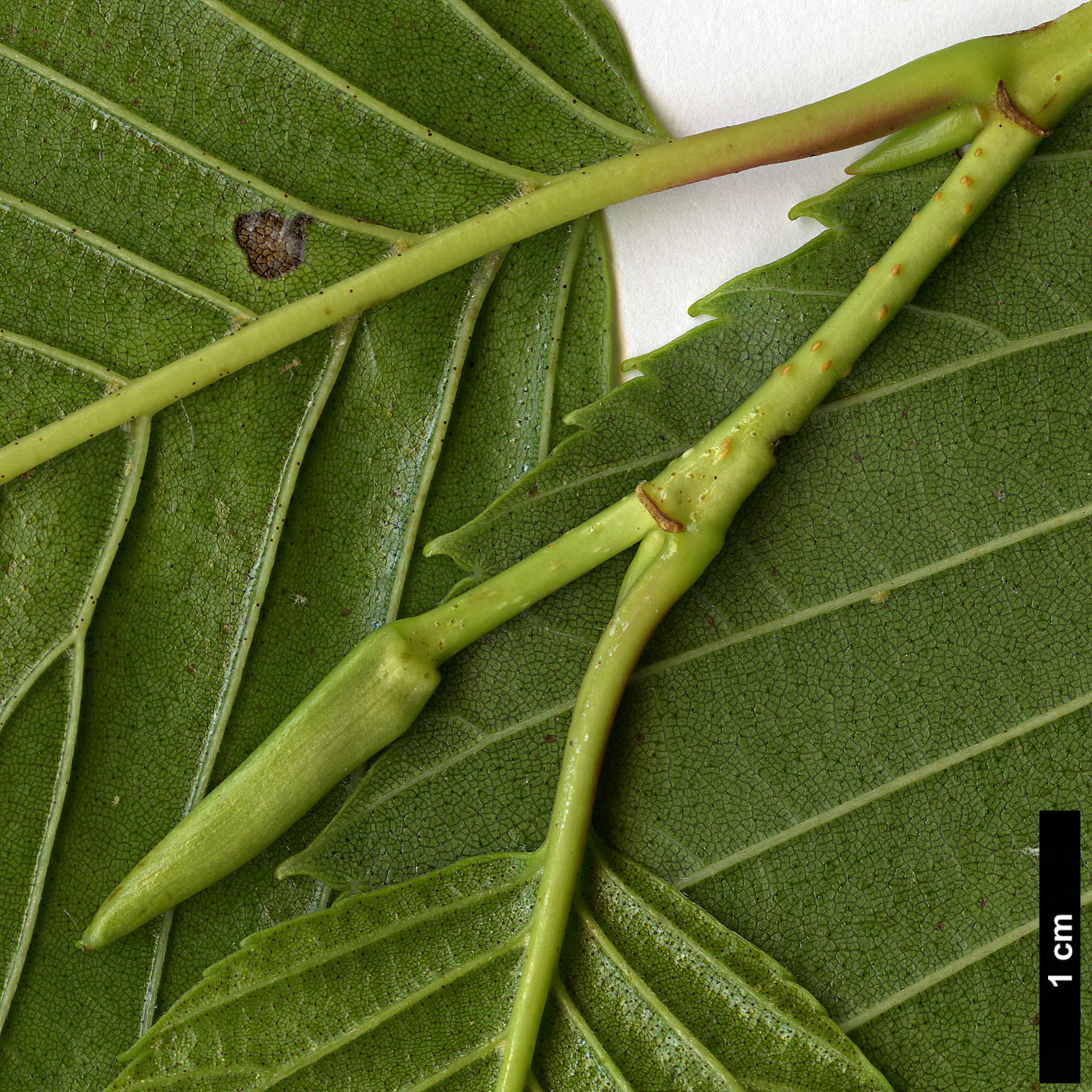 High resolution image: Family: Betulaceae - Genus: Alnus - Taxon: sieboldiana